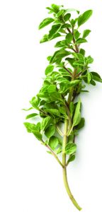 oregano-for-chickens